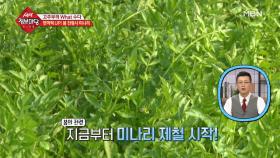 영천을 가득 채운 봄 향기는?