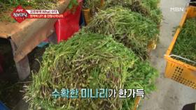 수확한 미나리, 손질하는 방법은?