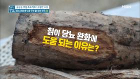 당뇨 완화에 도움 주는 흙 속의 진주! ＜칡＞