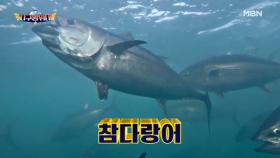 ※최초 공개※ 대형 참다랑어가 우리나라에!? 눈과 귀를 사로잡는 지구방위대 오늘의 임무 대공개!