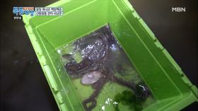 낙지 잡는 것이 세상에서 제일 쉬웠어요