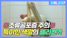 ※조류공포증 주의※ 특이한 색깔의 펠리컨?!