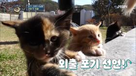 다다익냥 앙증맞은 아기 고양이 4남매의 외출 적응기 대 공개!