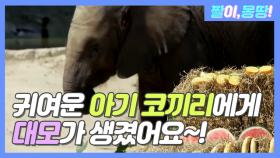 귀여운 아기 코끼리에게 대모가 생겼어요