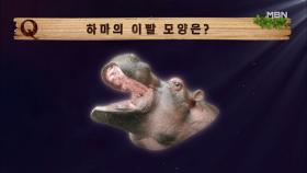 악어 가죽 뚫는 하마의 이빨은 드라큘라 스타일?