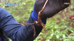 심봤다?! 이른 아침 산삼을 찾아낸 부부