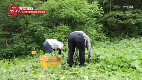 곤드레 푸른 밭에 일생이 있네