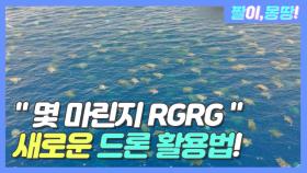 ＂바다거북이 떼 몇 마린지 RGRG＂ 새로운 드론 활용법!