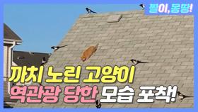 까치 노린 고양이 '역관광' 당한 영상 포착?!