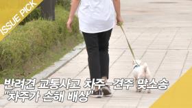 반려견 교통사고 차주-견주 맞소송 ＂차주가 손해 배상＂