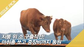 지붕 위 '소' 구출작전! 마취총 쏘고 중장비까지 동원