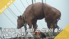 지붕에서 이틀 버틴 소, 쌍둥이 출산 '60km 헤엄친 소도'