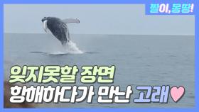'잊지못할 장면' 항해하다가 만난 고래?!