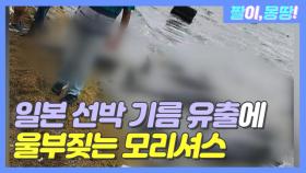 일본 선박 기름 유출로 '울부짖는 모리셔스'