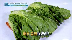 배추 겉잎, 버리지 않고 이렇게 활용한다?