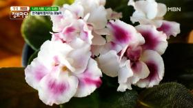 ✿ 한겨울에 펼쳐지는 아름다운 꽃놀이 ✿ MBN 210106 방송