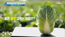 좋은 배추 고르는 꿀팁☆ MBN 201127 방송