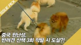 중국 윈난성 '반려견 산책 3회 적발 시 도살'?!