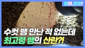 수컷 뱀을 만난 적 없는데...? '최고령 뱀의 산란'