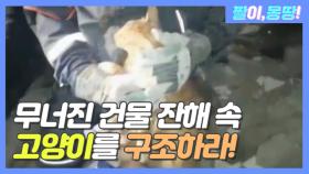무너진 건물 잔해 속 '고양이'를 구조하라!