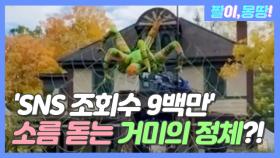 'SNS 조회수 9백만' 소름 돋는 초록 거미의 정체는?!