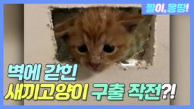 벽에 갇힌 ★새끼고양이 구출 작전★