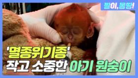 '멸종위기종' 작고 소중한 아기 원숭이 일상