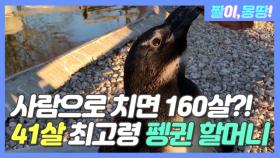 사람으로 치면 160세?! ⭐41세 최고령 펭귄⭐