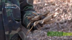 ★더덕 파티★ 멧돼지 덕에 입 호강하게 생긴 이승윤?! MBN 210224 방송