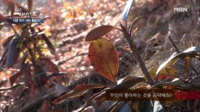 만 가지 병을 고쳐주는 꽃이 있다?! 아내를 위해 심은 만병초꽃! MBN 210224 방송