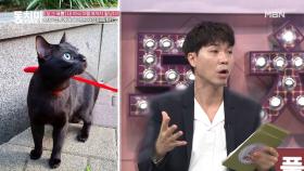 MC 박수홍의 눈물… ＂입양한 길고양이 한 마리가 내 인생을 구했다＂ MBN 210327 방송