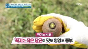 당근 꼭지로 알아보는 영양만점 당근 구별법 MBN 210402 방송