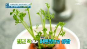 영양 가득한 당근 잎, 어디서 구할까? 집에서 손쉽게 ＜당근 잎 키우기＞ MBN 210402 방송