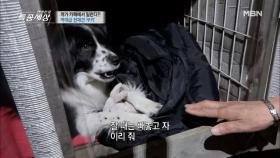 엄마가 그리운 건 강아지도 마찬가지 토끼 인형 끌어안고 자는 '쿠키' MBN 210415 방송