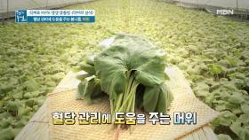 향긋한 봄나물로 혈당 DOWN! 봄철 입맛 살리는 효자 작물 '머위' MBN 210416 방송