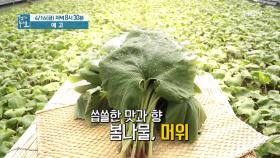 혈관 갉아먹는 혈당! 머위로 잡아라 MBN 210416 방송