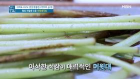 머위 잎보다 영양 풍부한 '머윗대'! 흡수율 높이는 손질법 MBN 210416 방송