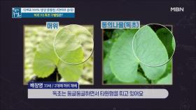 농약 없이도 잘 자리는 머위! 독초와의 구별법은? (ft. 신선한 머위 고르는 법) MBN 210416 방송