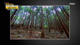 인류의 귀중한 자산 산림! MBN 210417 방송