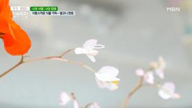 사랑스러운 식물 가득~ 발코니 정원 MBN 210421 방송