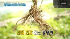 관절 건강 지키는 식재료의 정체 공개! '참당귀' MBN 210507 방송