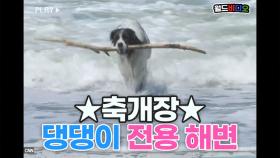 ★축개장★ 댕댕이 전용 해변