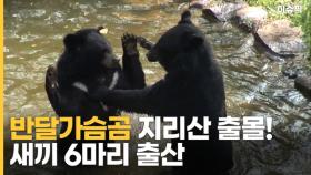 지리산 반달가슴곰! 장애·고령 딛고 새끼 6마리 출산 [이슈픽]