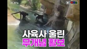 사육사 울어요ㅠ 원숭이 구역에 무단침입한 여성