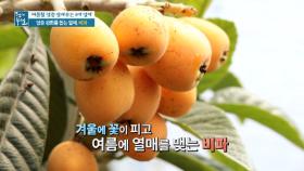 위 건강 맞춤 열매, '비파' MBN 210528 방송