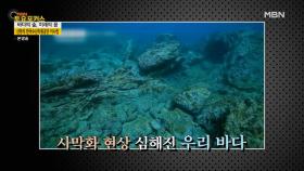 바다에 해조류를 심는 기념일이 있다? MBN 210529 방송
