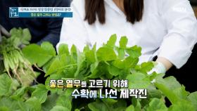 다가오는 여름! 혈압엔 열무! 좋은 열무 고르는 법 MBN 210611 방송