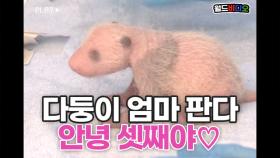 벌써 셋째☆ 다둥이 엄마가 된 판다♥