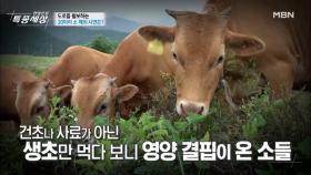 영양 결핍이 온 소들 [마이 아파] MBN 210624 방송
