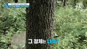 산 넘고 물 건너~ 만성 질환 완화하는 껍질의 정체는? MBN 210625 방송